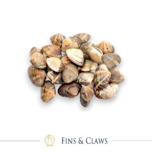 Japanese Asari Clam