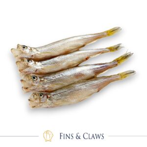 Shishamo - Capelin