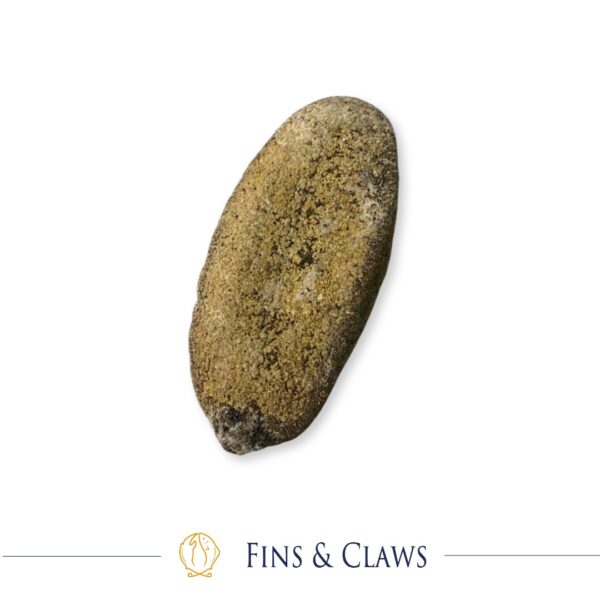 Dried White Teatfish Sea Cucumber - Hoisom Susu - Image 2