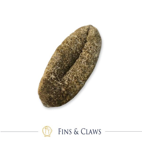 Dried White Teatfish Sea Cucumber - Hoisom Susu