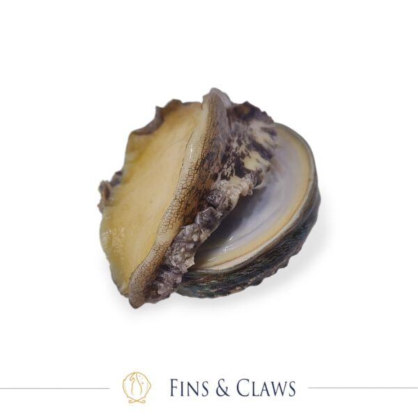 Fresh Japanese Ezo Abalone - Ezo Awabi - Image 5
