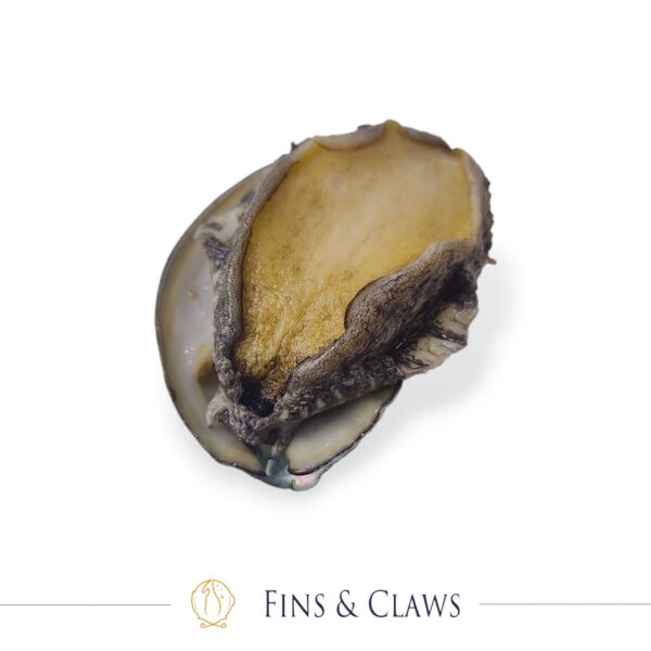Fresh Japanese Ezo Abalone - Ezo Awabi - Image 6