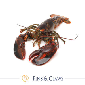 [Pre-Order] Live Maine Lobster
