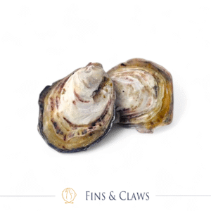[Pre-Order] Live Coffin Bay Oyster