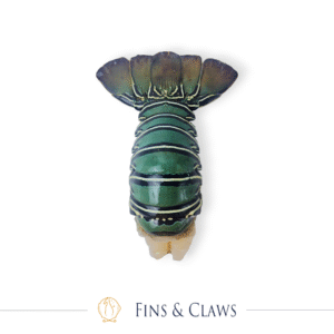 Indonesian Spiny Lobster Tail