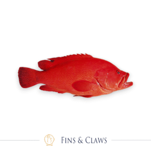 Whole Tomato Grouper / Tomato Rockcod