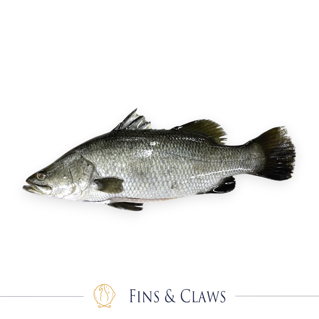 Whole Farm Raised Barramundi