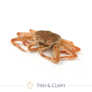 [PRE-ORDER] Fresh Sekogani - Female Snow Crab