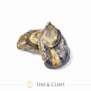 Live Canadian Sunseeker Oyster