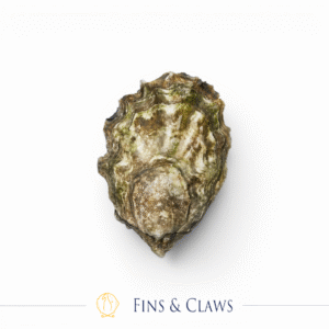 (PRE-ORDER) Live Canadian Fanny Bay Oyster