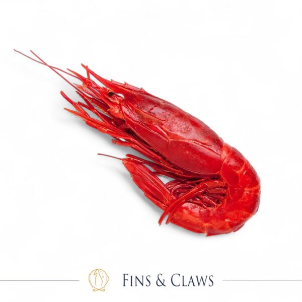 Deep Cardinal Carabineros – Deep Sea Cardinal Prawn - finsandclaws.id