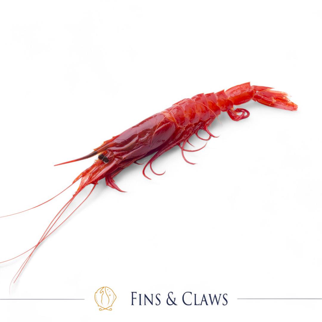 Carabineros - Deep Sea Cardinal Prawn - Image 2