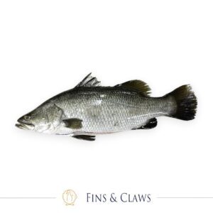 Whole Farm Raised Barramundi - Kakap Putih