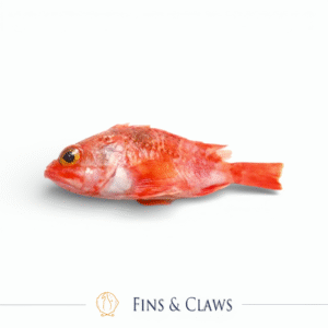 Whole Bluemouth Rockfish - Ocean Perch