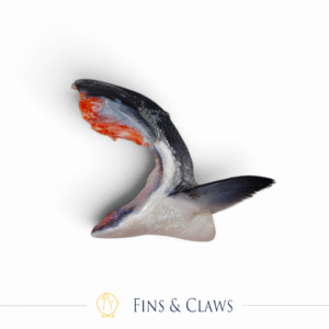 Coho Salmon Collar