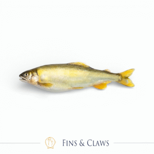 Komochi Ayu - Female Japanese Sweetfish with Roe