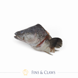Frozen Australian Murray Cod Head