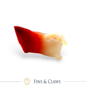 Hokkigai Mukimi - Arctic Surf Clam