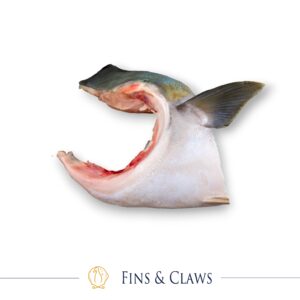 Hamachi Kama - Japanese Yellowtail Amberjack Collar