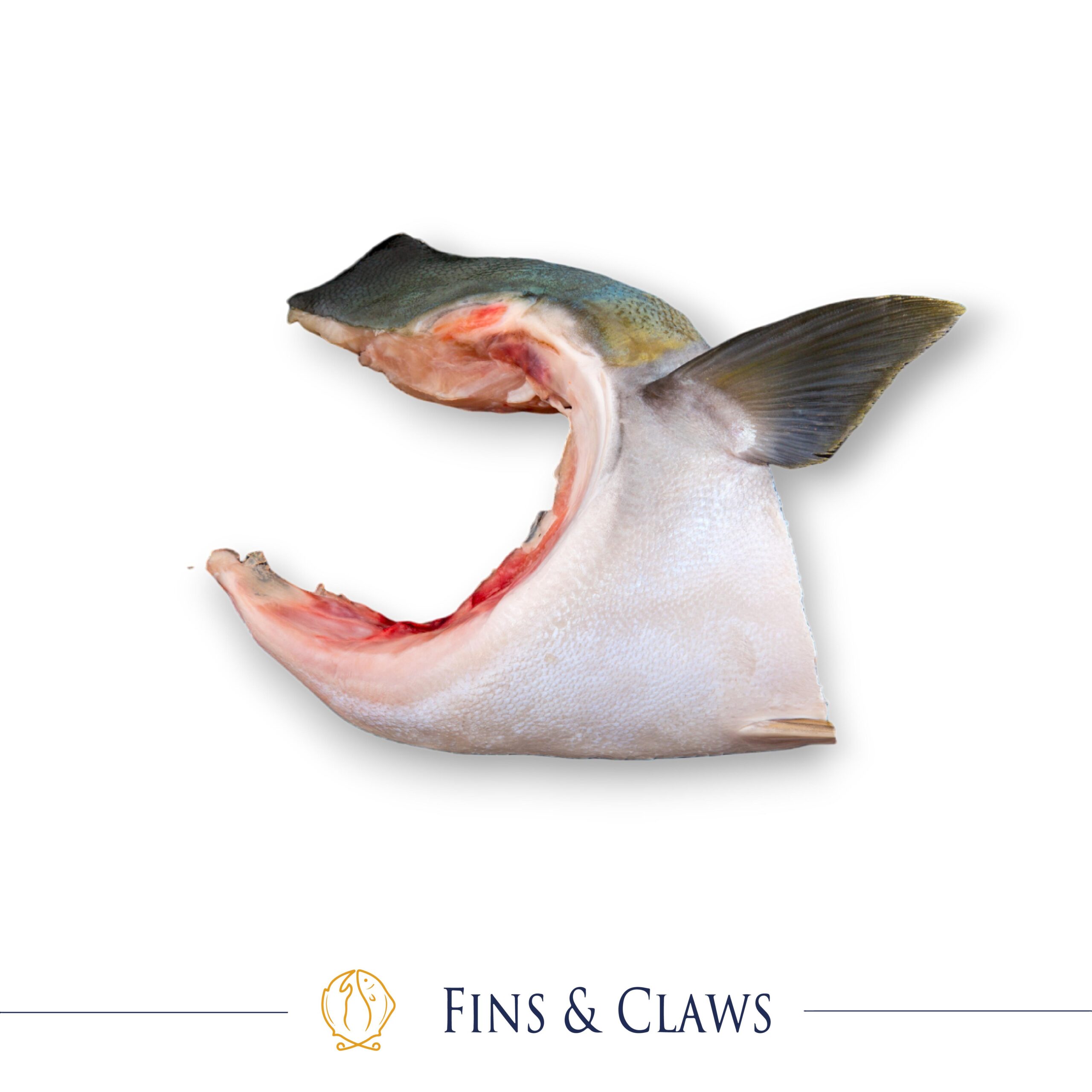 Hamachi Kama - Japanese Yellowtail Amberjack Collar