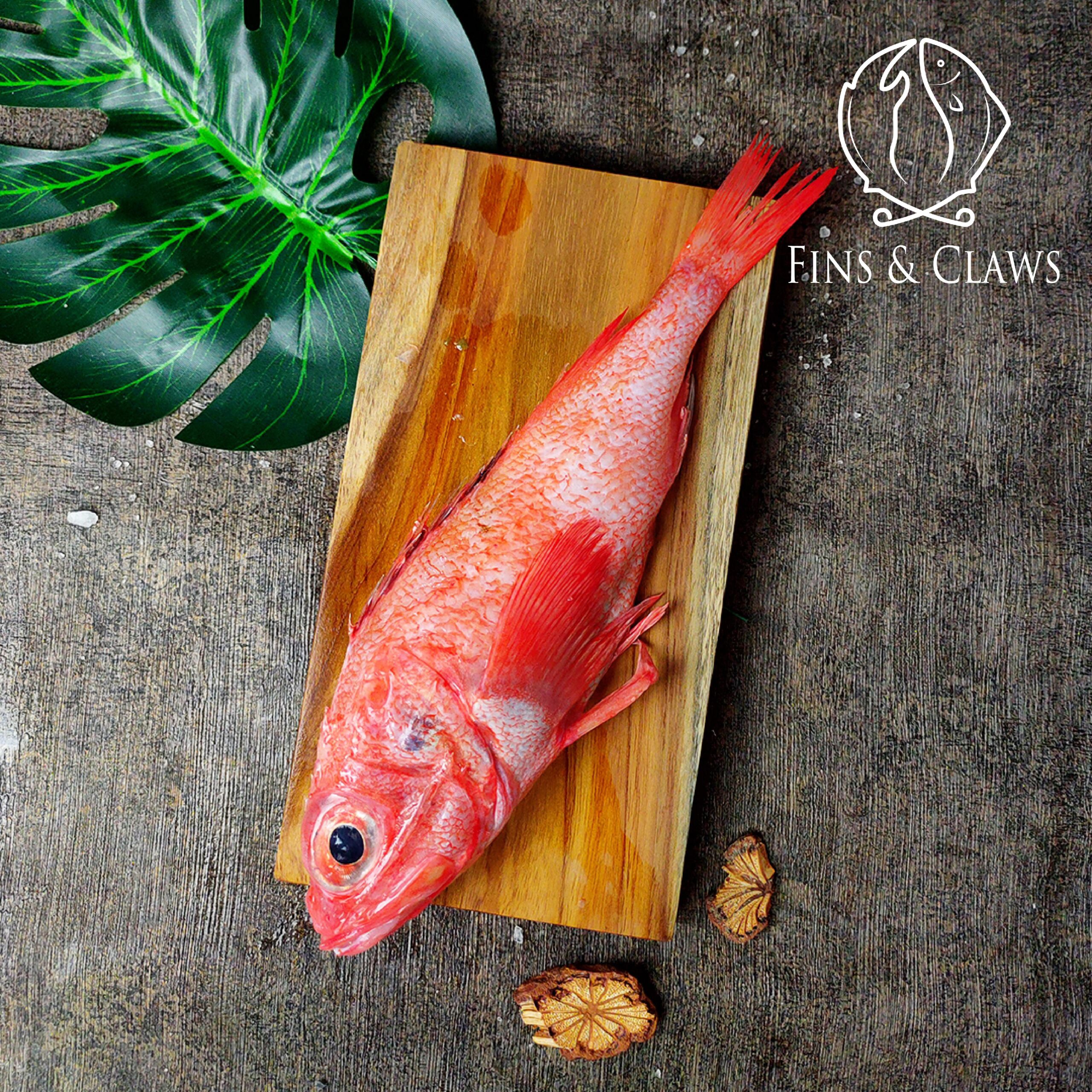Kinki - Hokkaido Channel Rockfish - Image 2