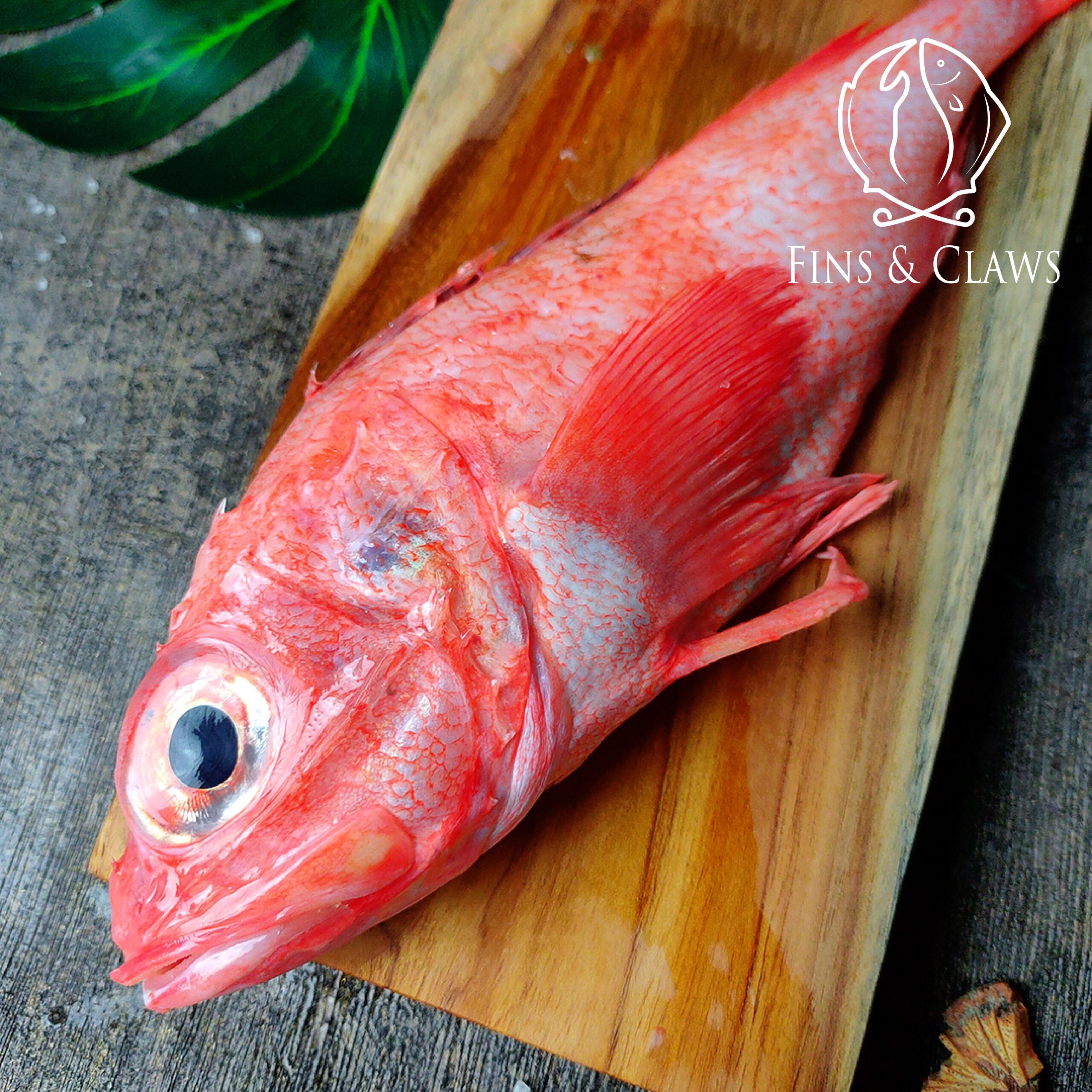 Kinki - Hokkaido Channel Rockfish - Image 3