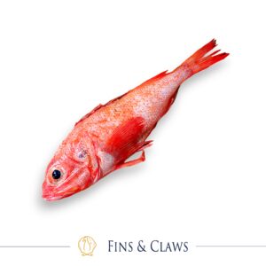 Kinki - Hokkaido Channel Rockfish